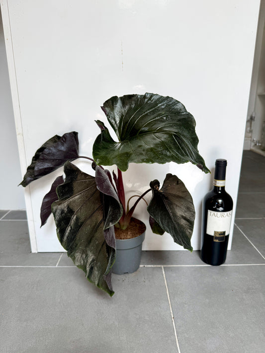 45cm Alocasia Antoro Black Velvet