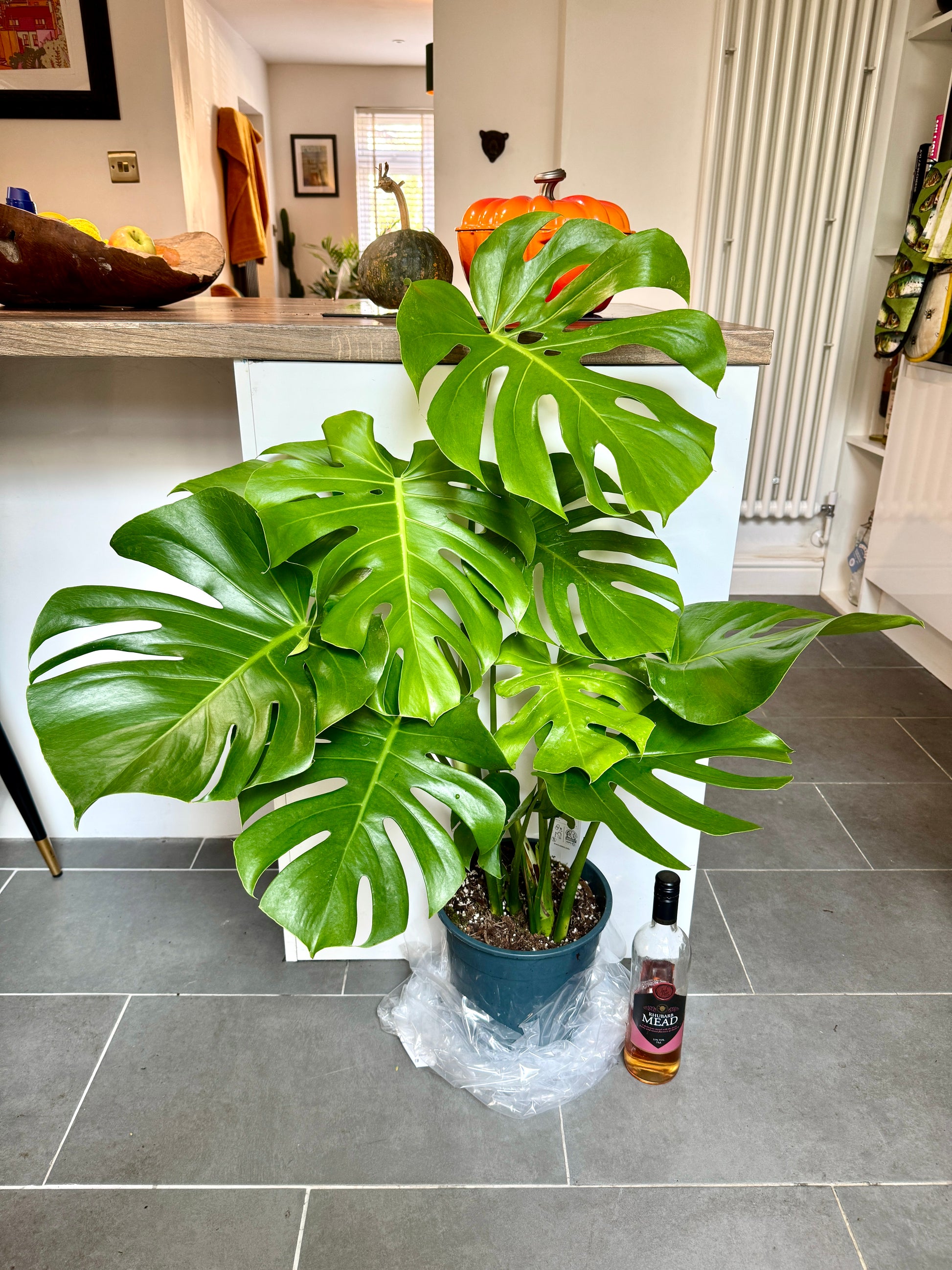 monstera deliciosa buy uk 110cm Large Form Monstera Deliciosa (Swiss Cheese) – Bristol Plant Man