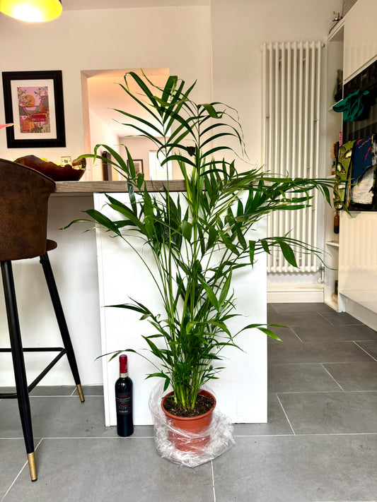 120cm Chamaedorea Cataractum (Cascade Palm)