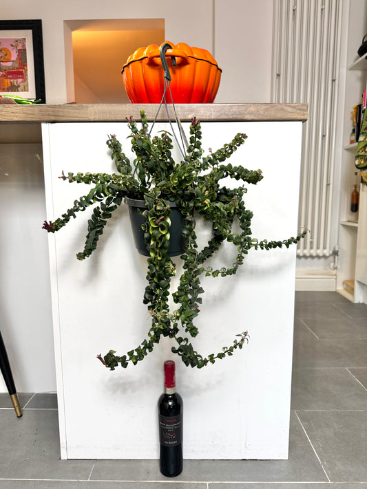 60cm Aeschynanthus Swing (Lipstick Plant)