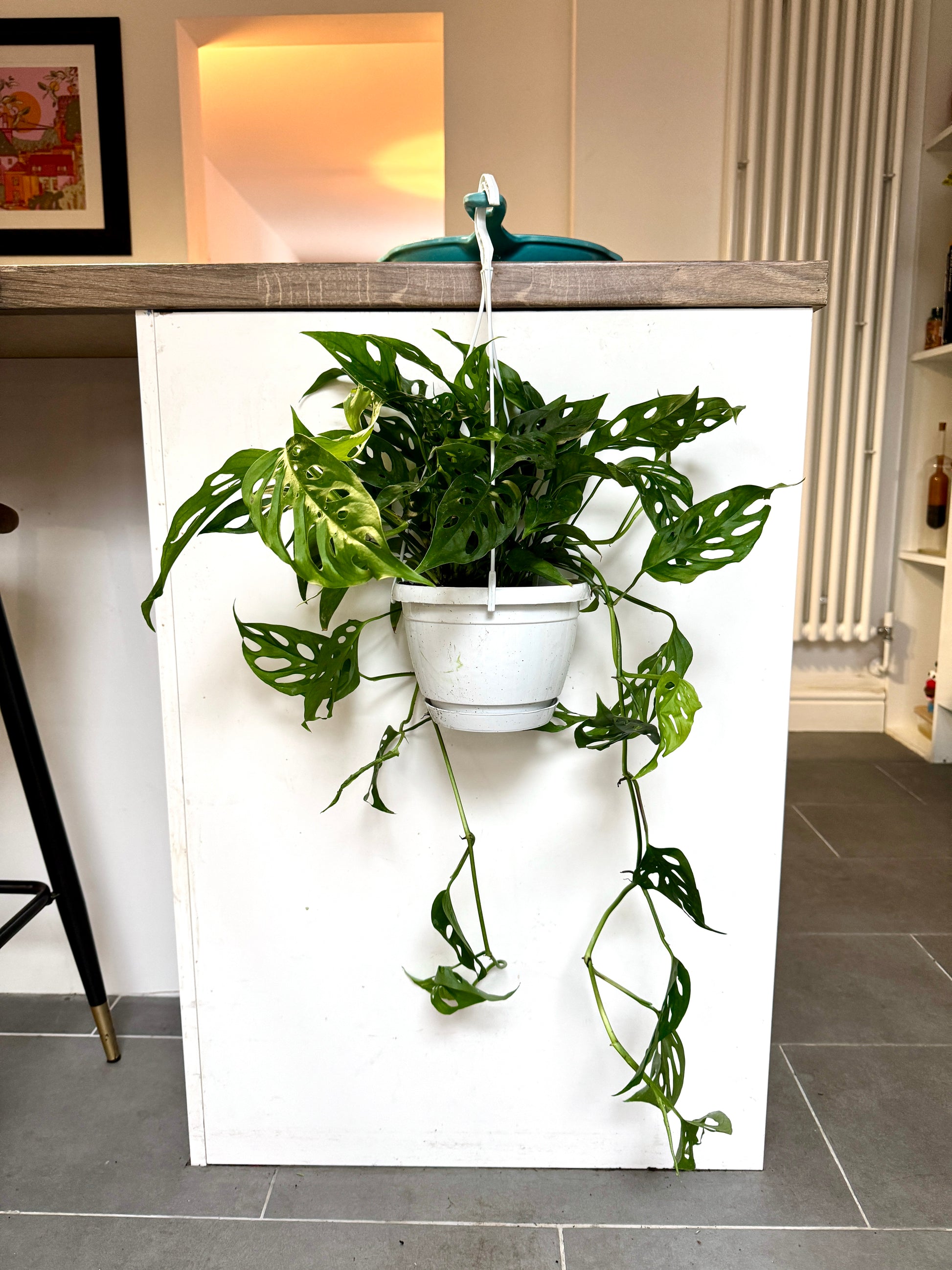 hanging roots plant 50cm Hanging Monstera Adansonii (Monkey Mask Cheese Plant) – Bristol Plant Man