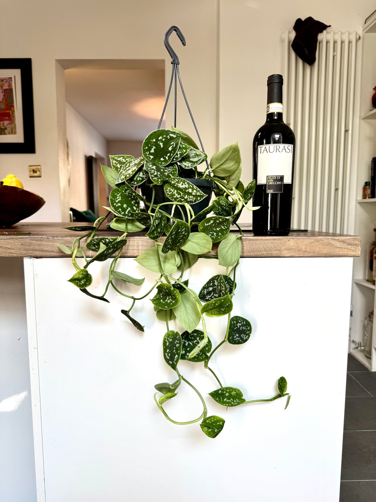 50cm Satin Pothos (Scindapsus Argyraeus)