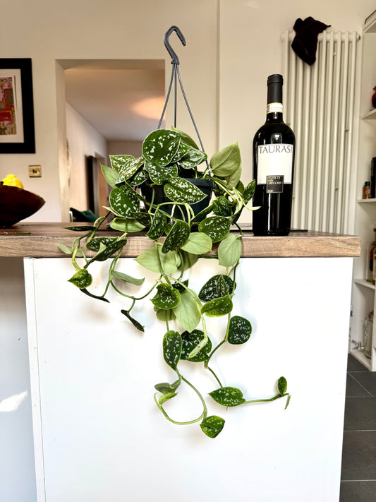 50cm Satin Pothos (Scindapsus Argyraeus)