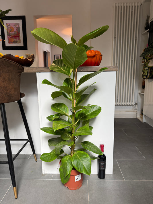 120cm Ficus Altissima