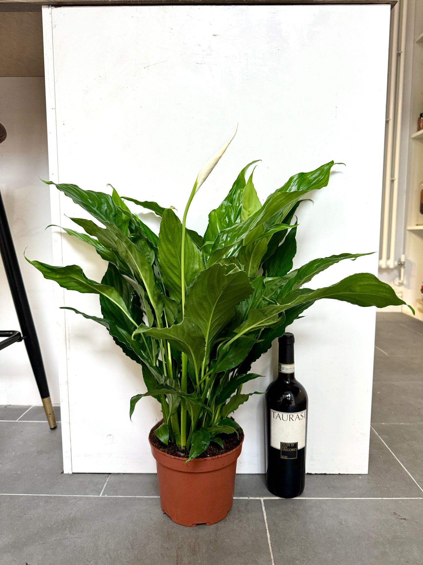 50cm Peace Lily (Spathiphyllum cupido)