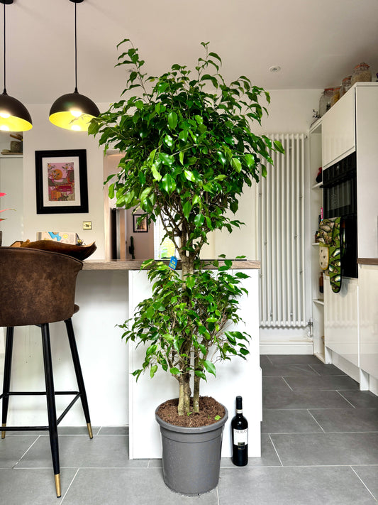 170cm Ficus Exotica Tree