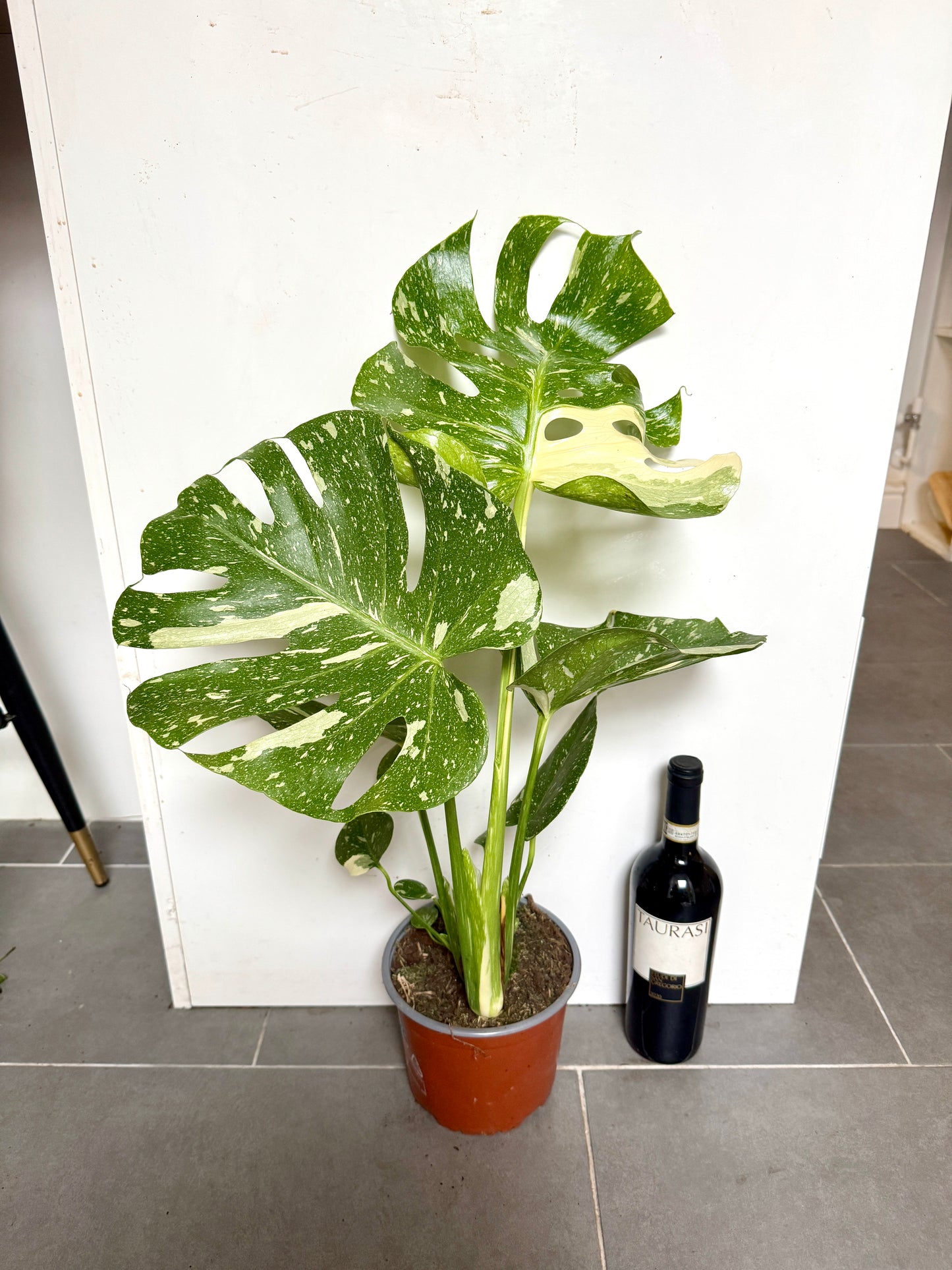 60cm Monstera Deliciosa Thai Constellation