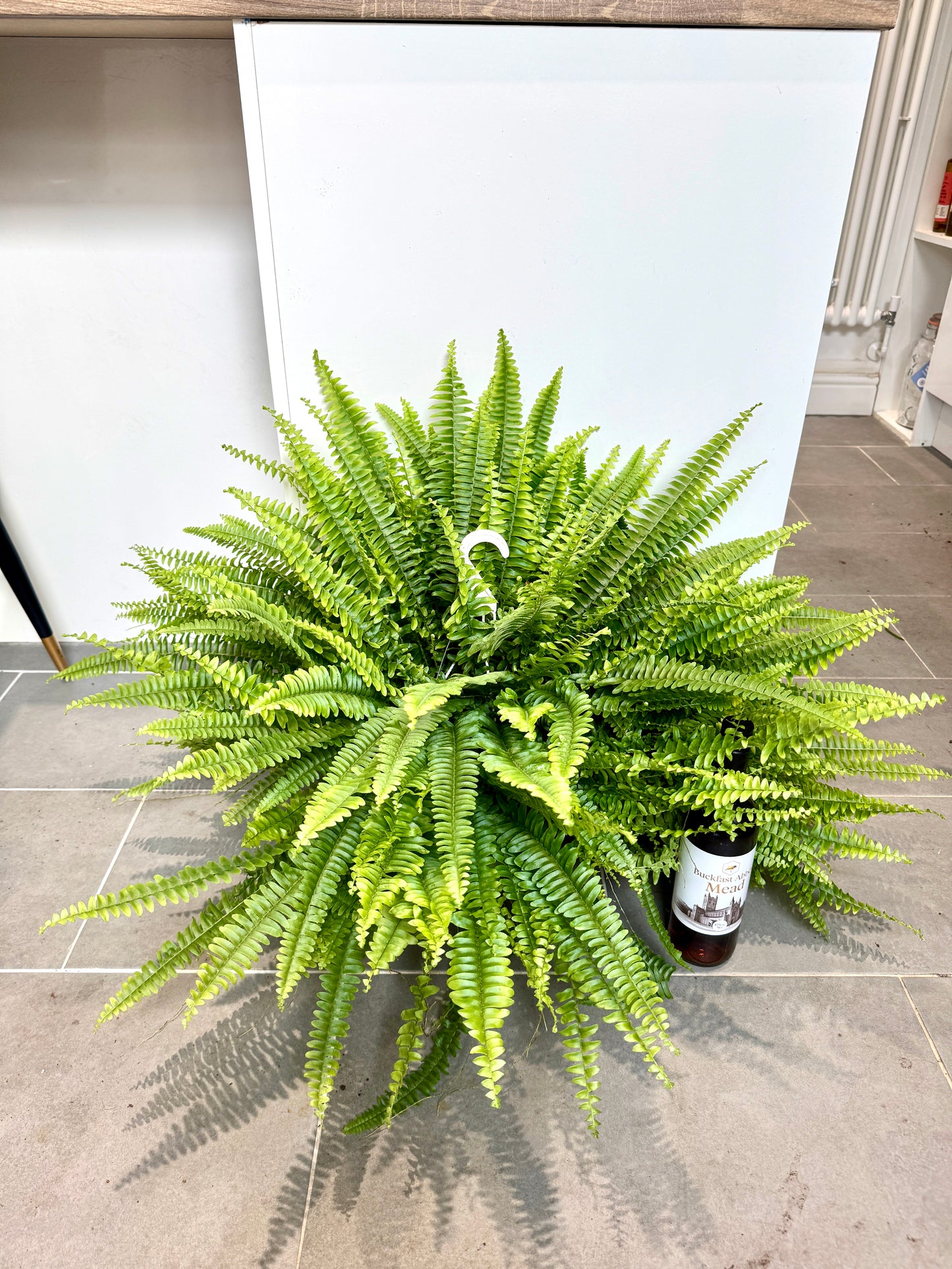 80cm Boston Fern