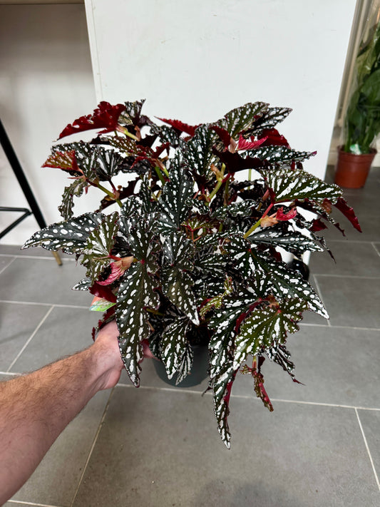 60cm Begonia Maculata Dark Form