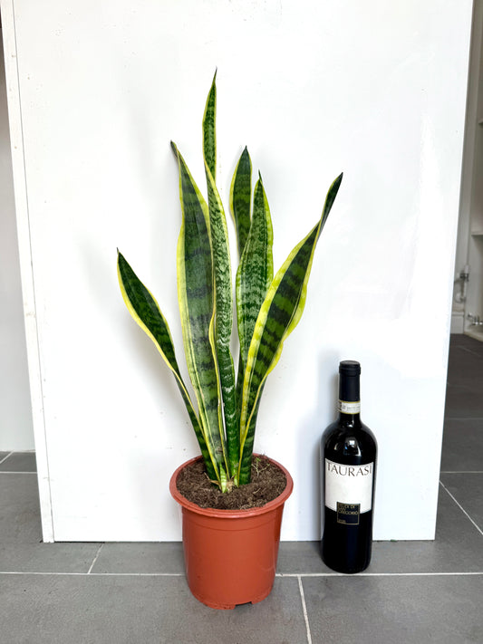 70cm Snake Plant / Mother in Law’s Tongue