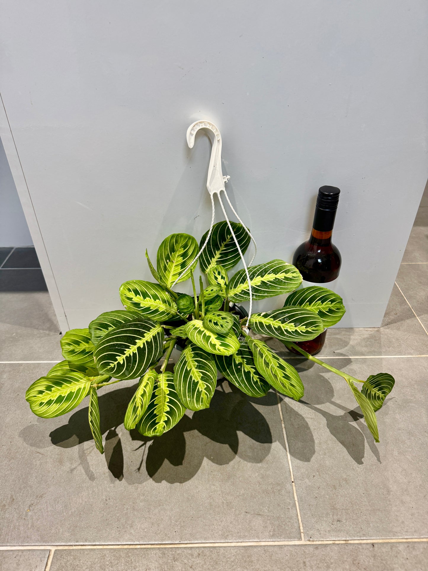 50cm Hanging Maranta Lemon Lime (Prayer Plant)