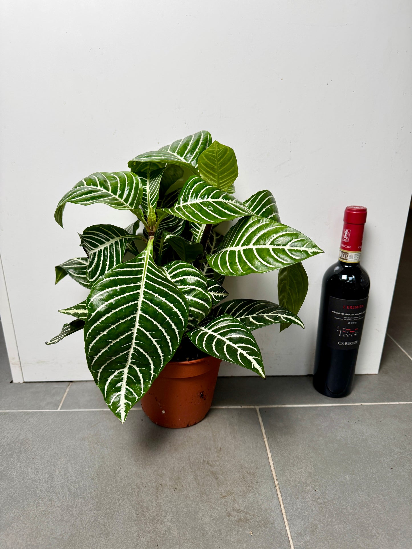 40cm Aphelandra Squarrosa (Zebra Plant)