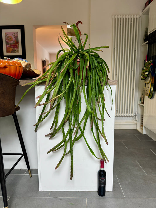 110cm XL Hanging Lepismium Cruciforme Red Tipped