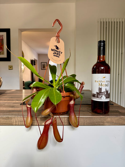 30cm Carnivorous Pitcher Plant (Nepenthes Alata)