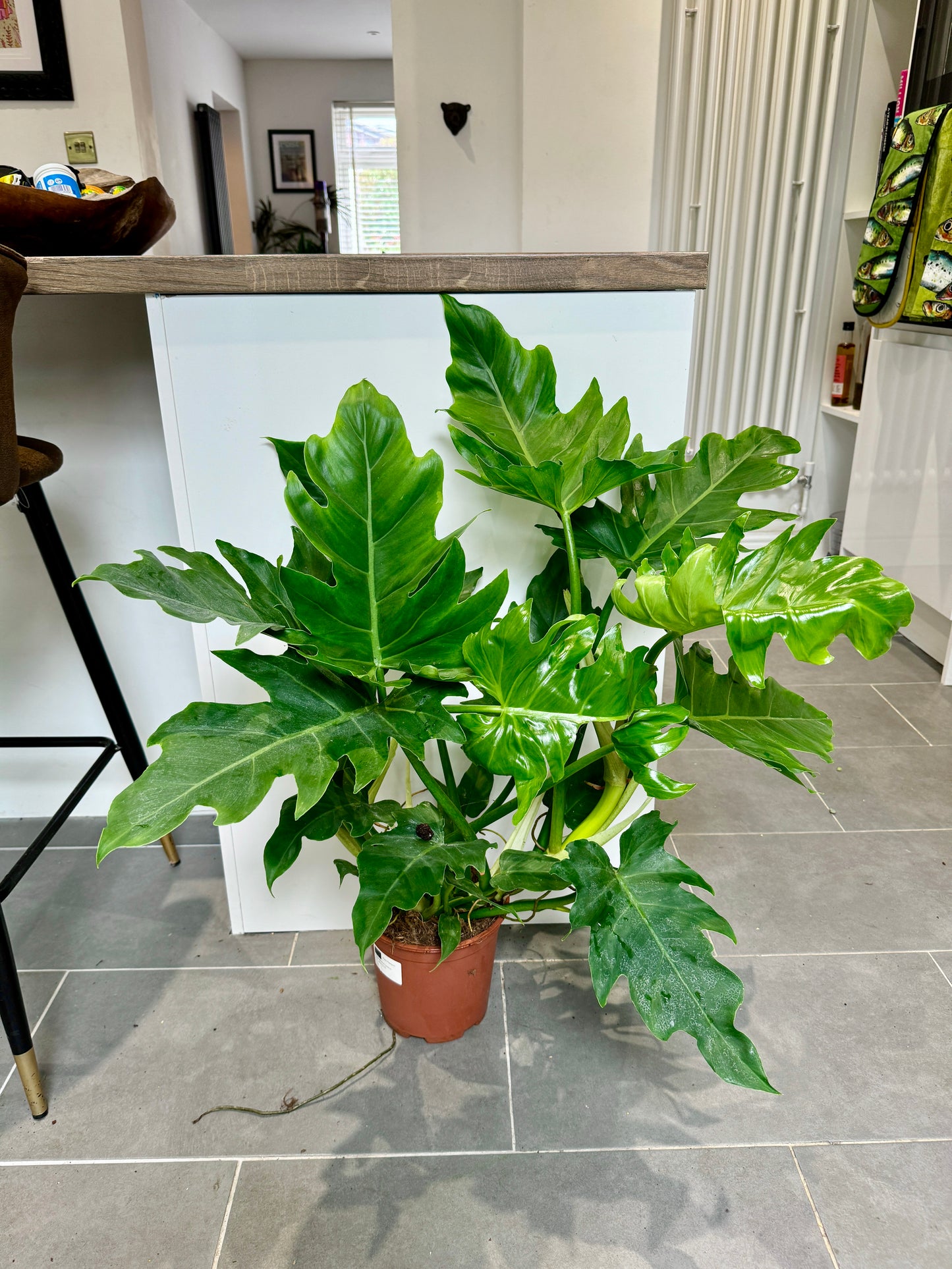 75cm Philodendron Selloum