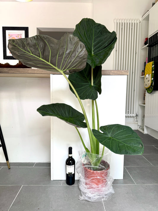 120cm Alocasia Regal Shield