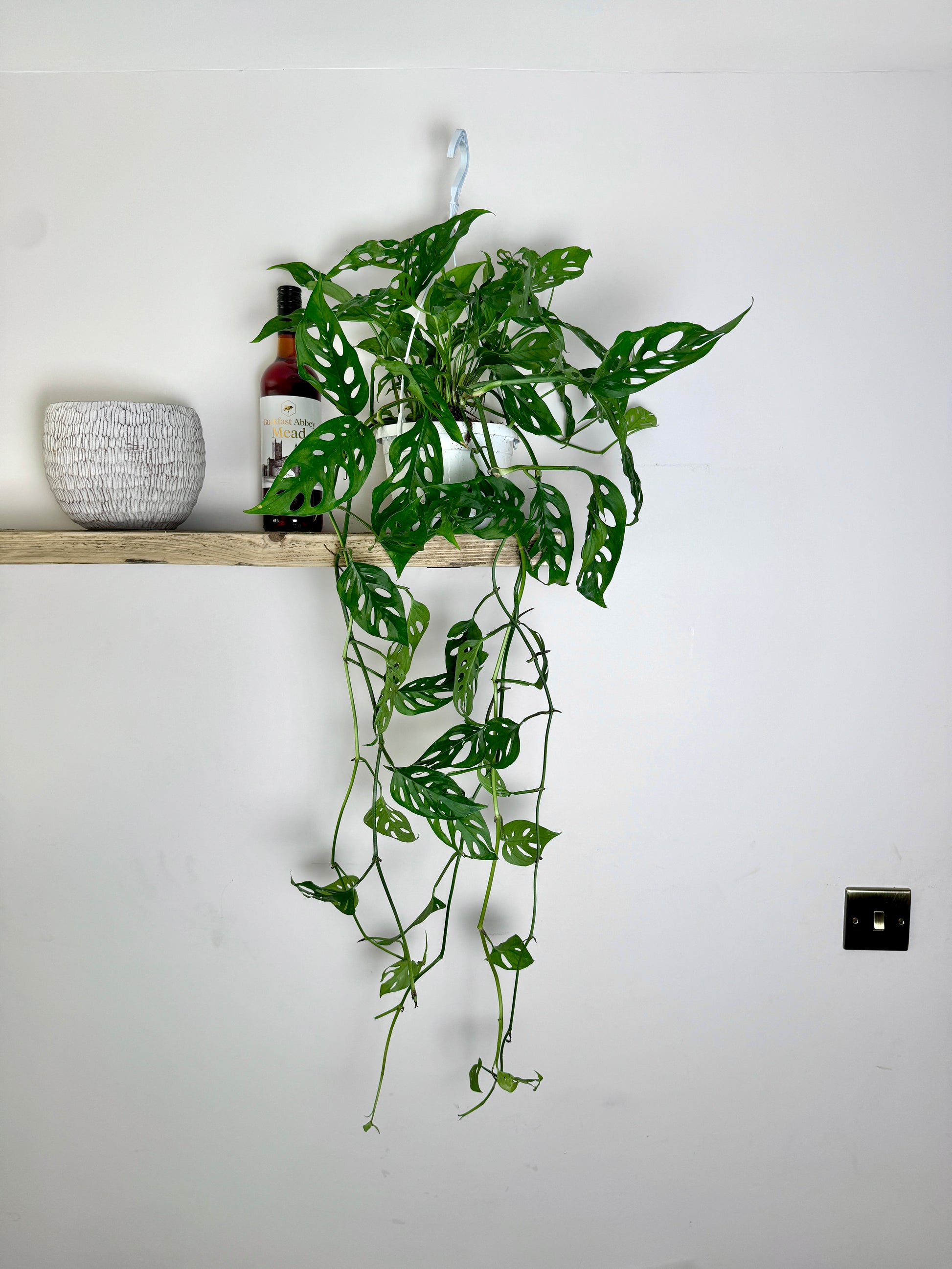 monstera adansonii hanging basket 50cm Hanging Monstera Adansonii (Monkey Mask Cheese Plant) – Bristol Plant Man