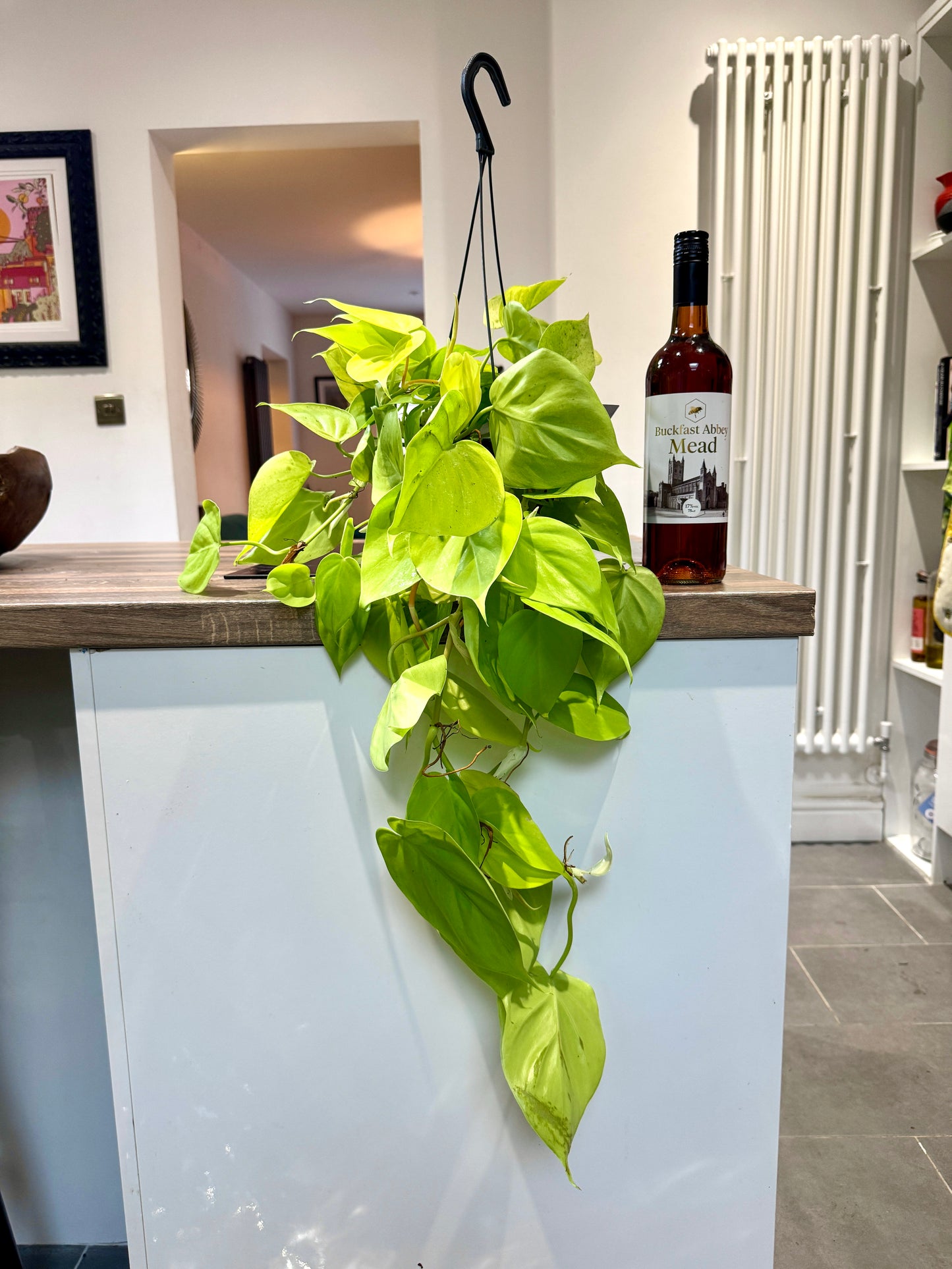 scandens micans philodendron 60cm Philodendron Scandens Mican Lemon / Lime (Devils Ivy) – Bristol Plant Man