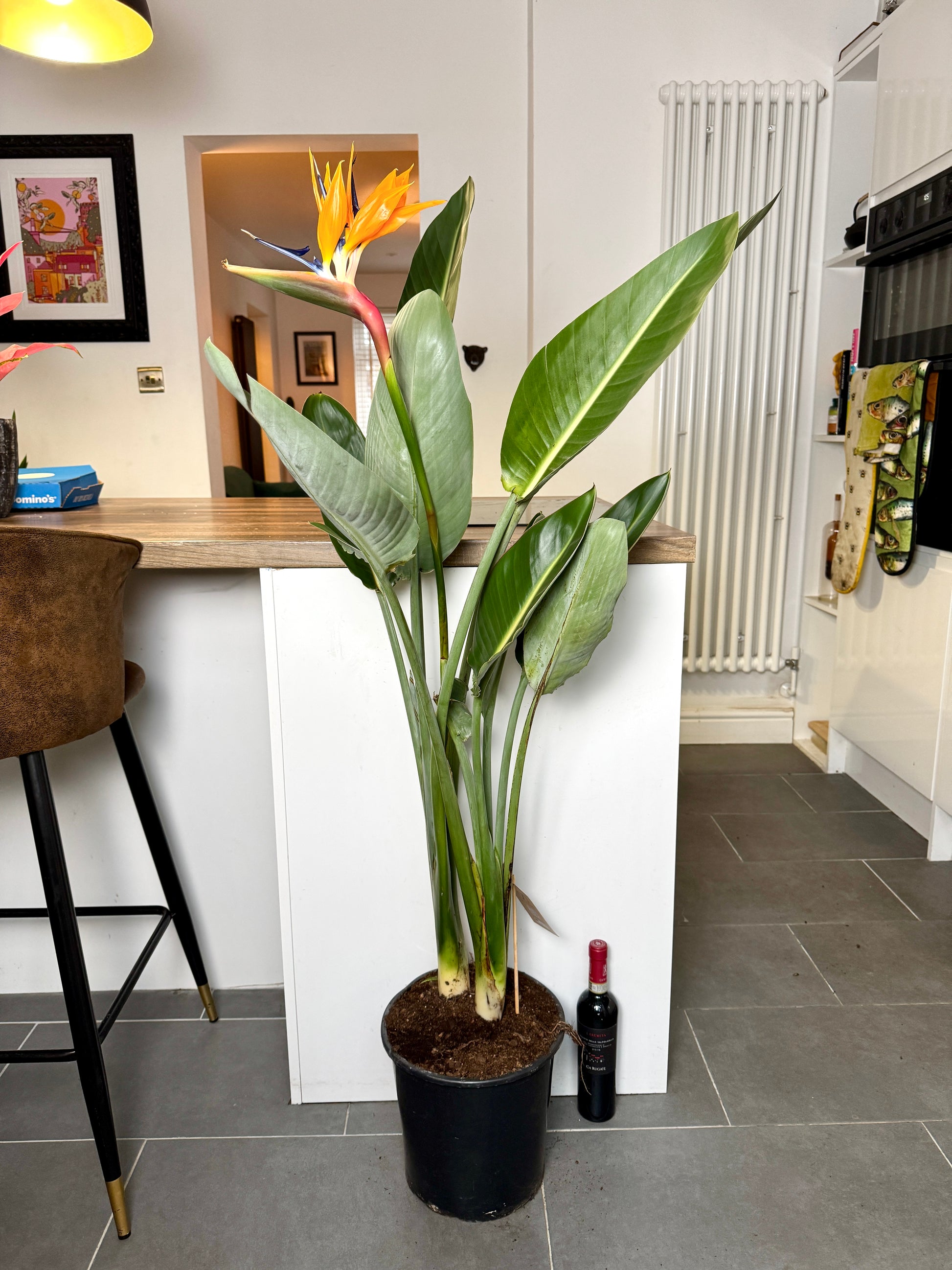 140cm Strelitzia Reginae (Orange Flowering Bird of Paradise) – Bristol  Plant Man