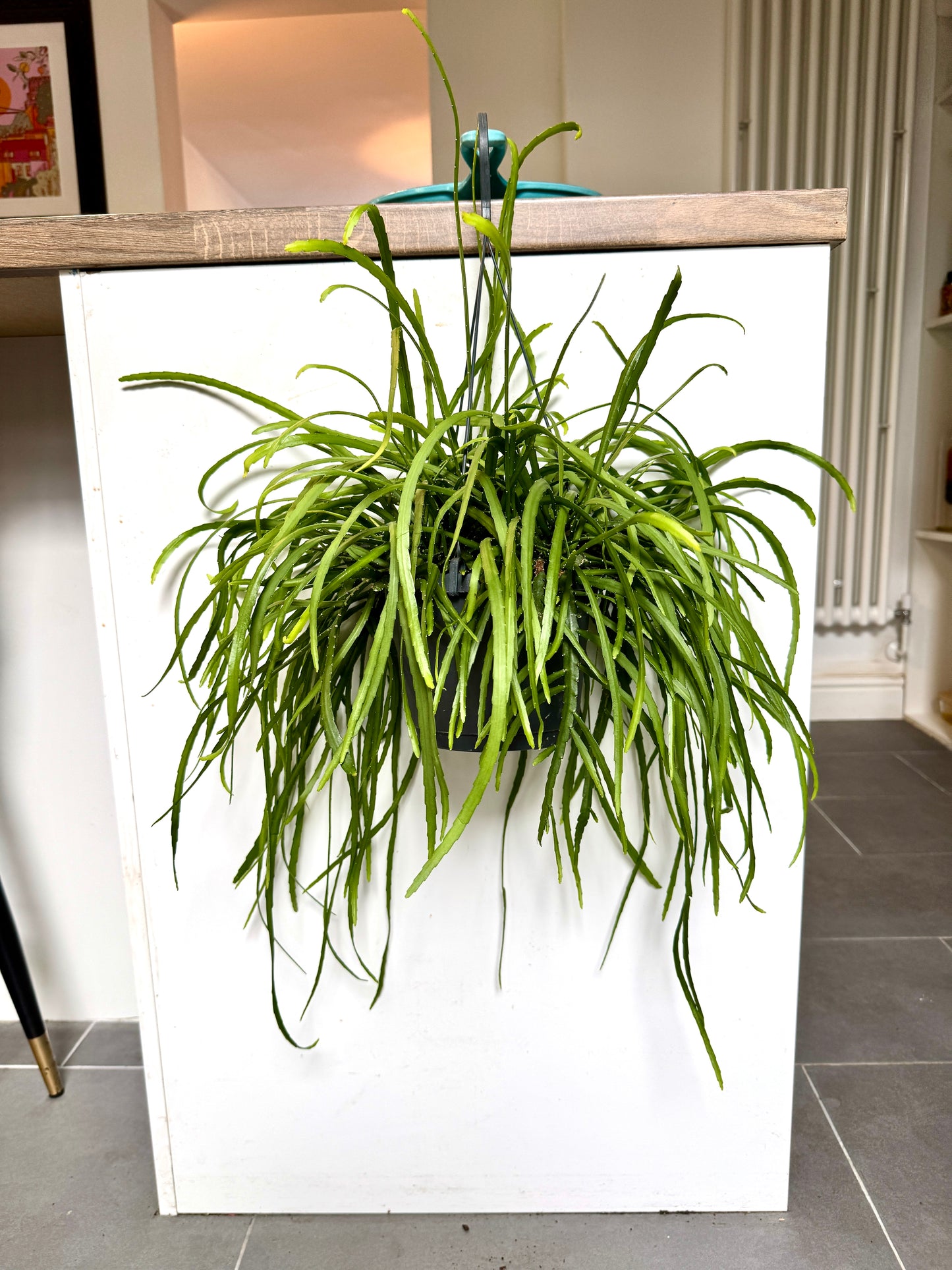 60cm Lepismium Bolivianum