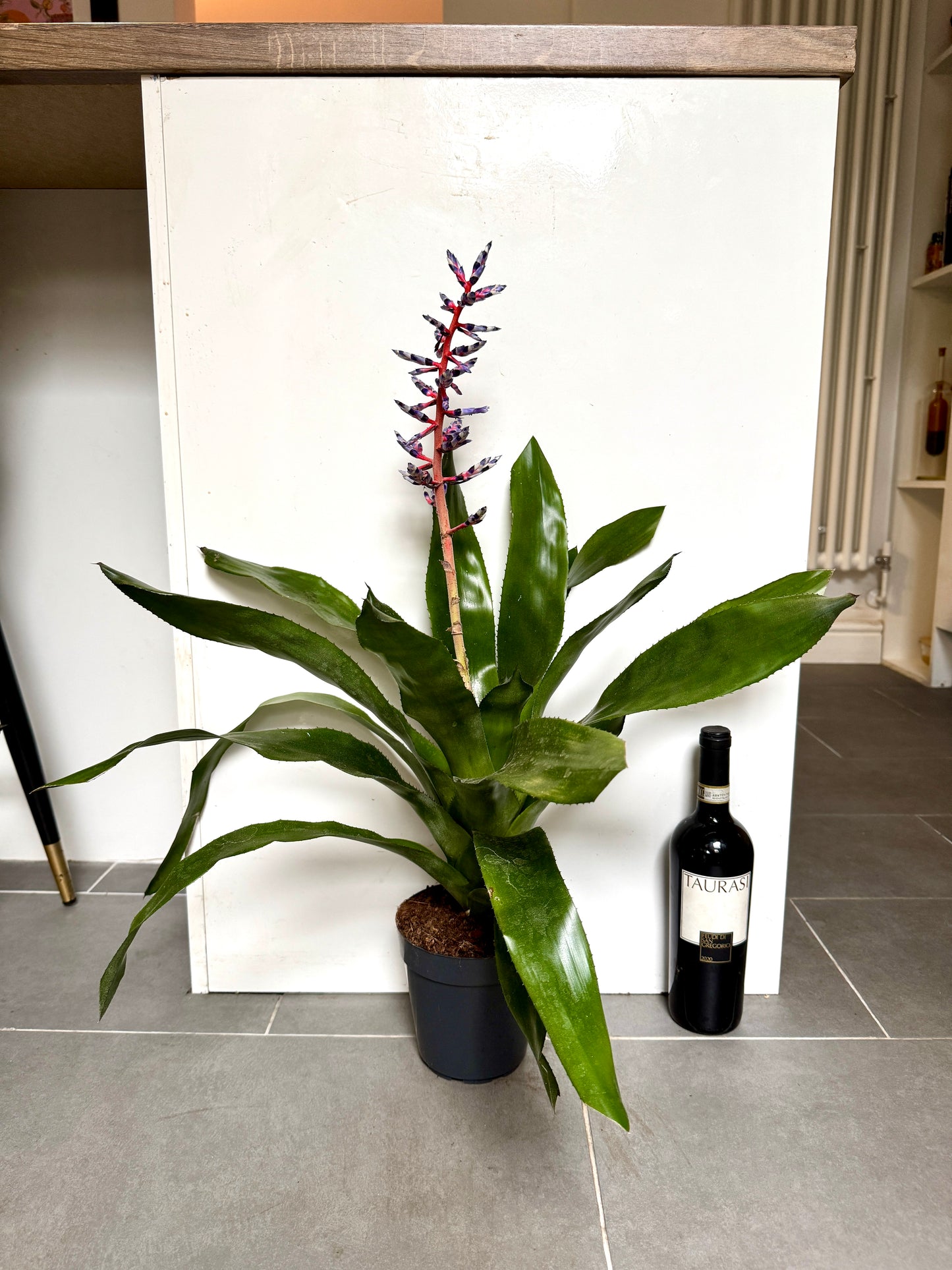 70cm Aechmea Blue Rain