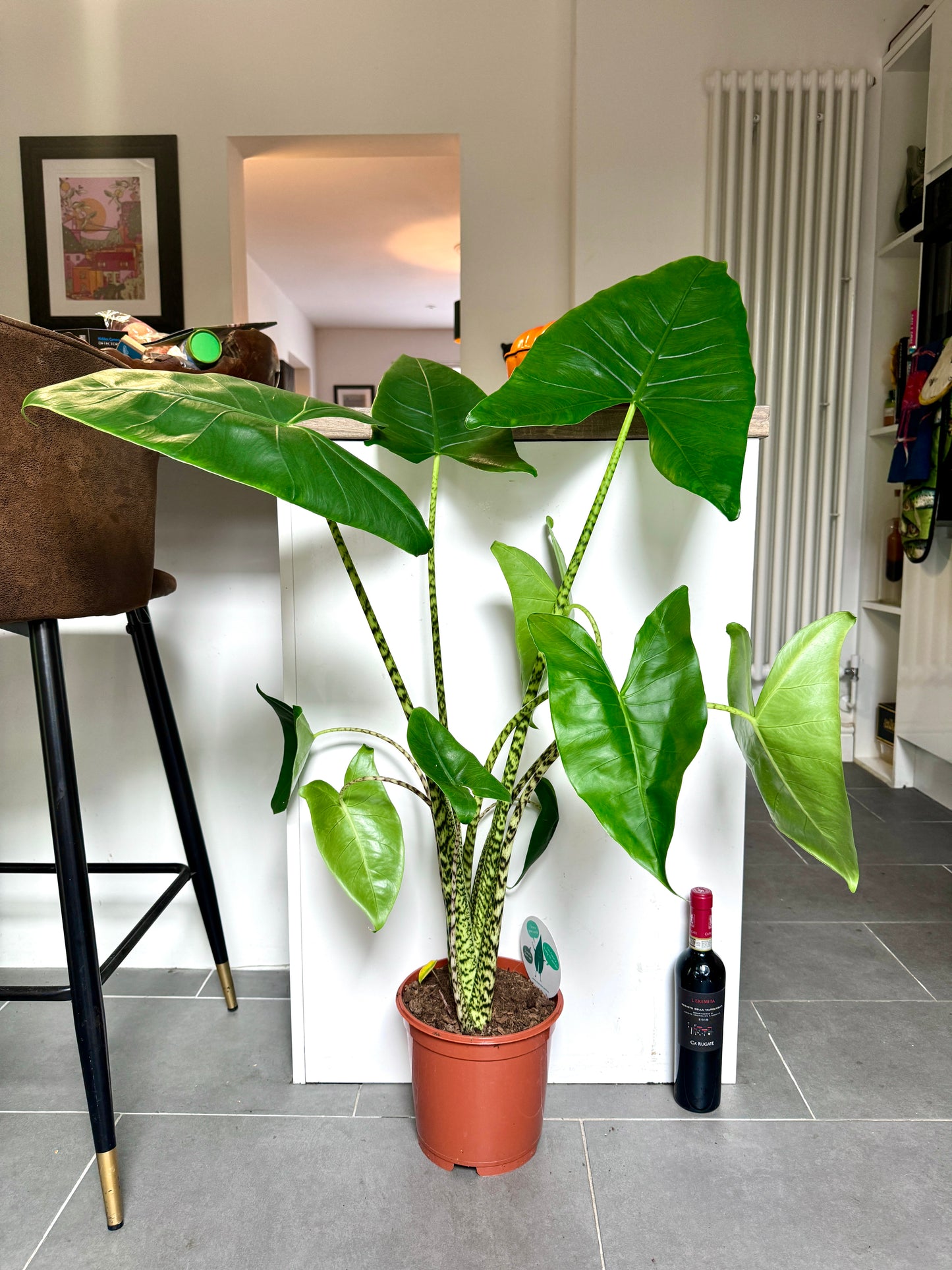 110cm Alocasia Zebrina