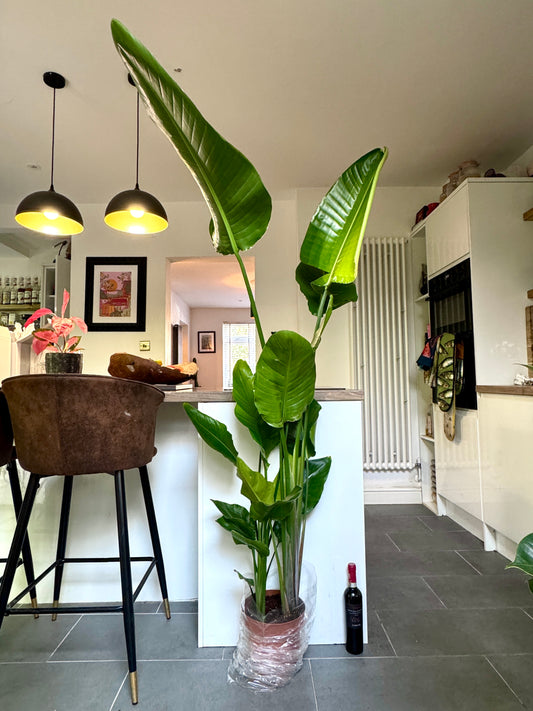 180cm Strelitzia Nicolai (Bird of Paradise)