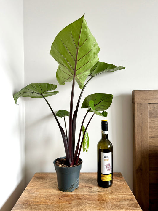 60cm Alocasia Black Cobr