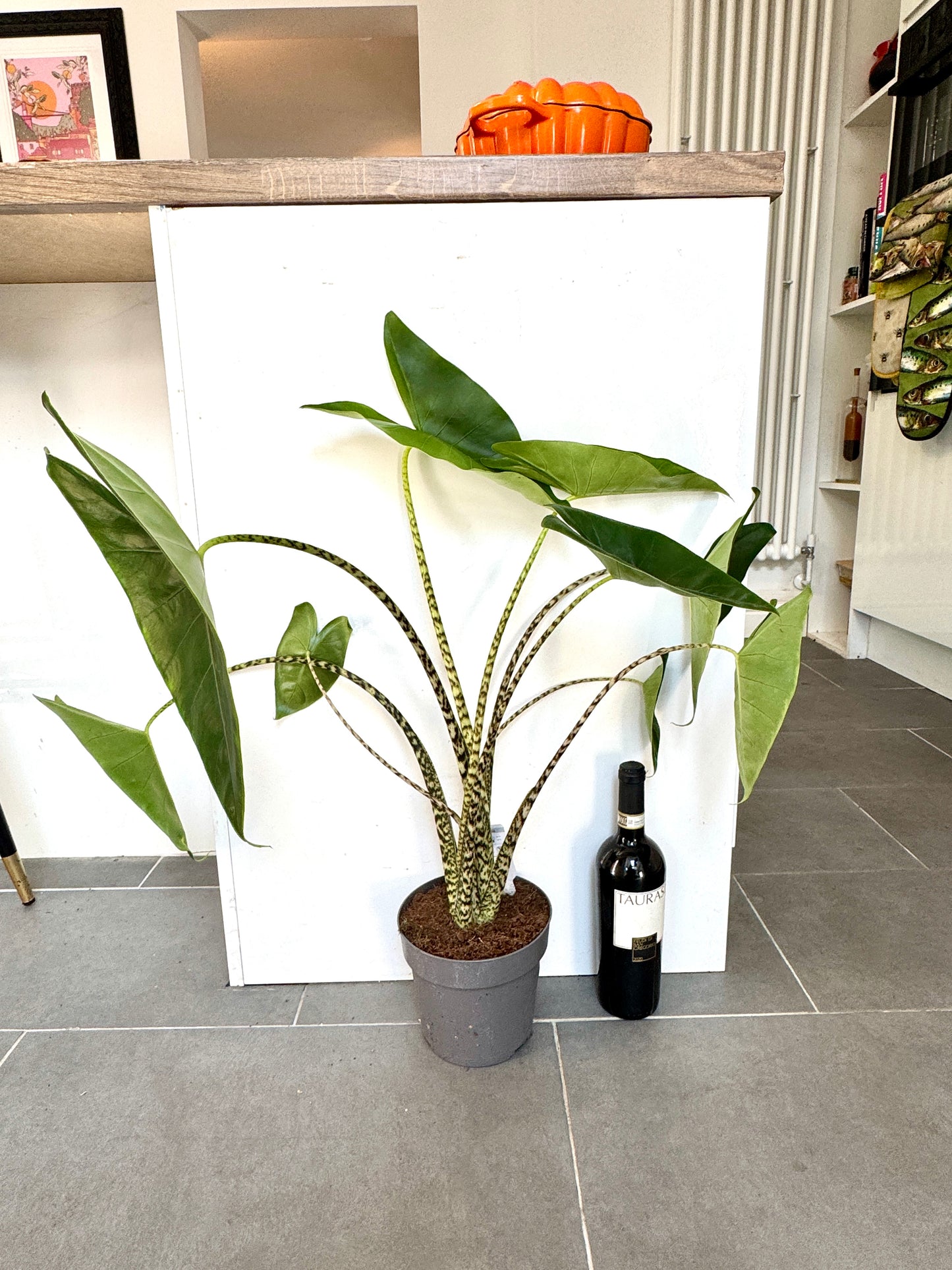 75cm Alocasia Zebrina