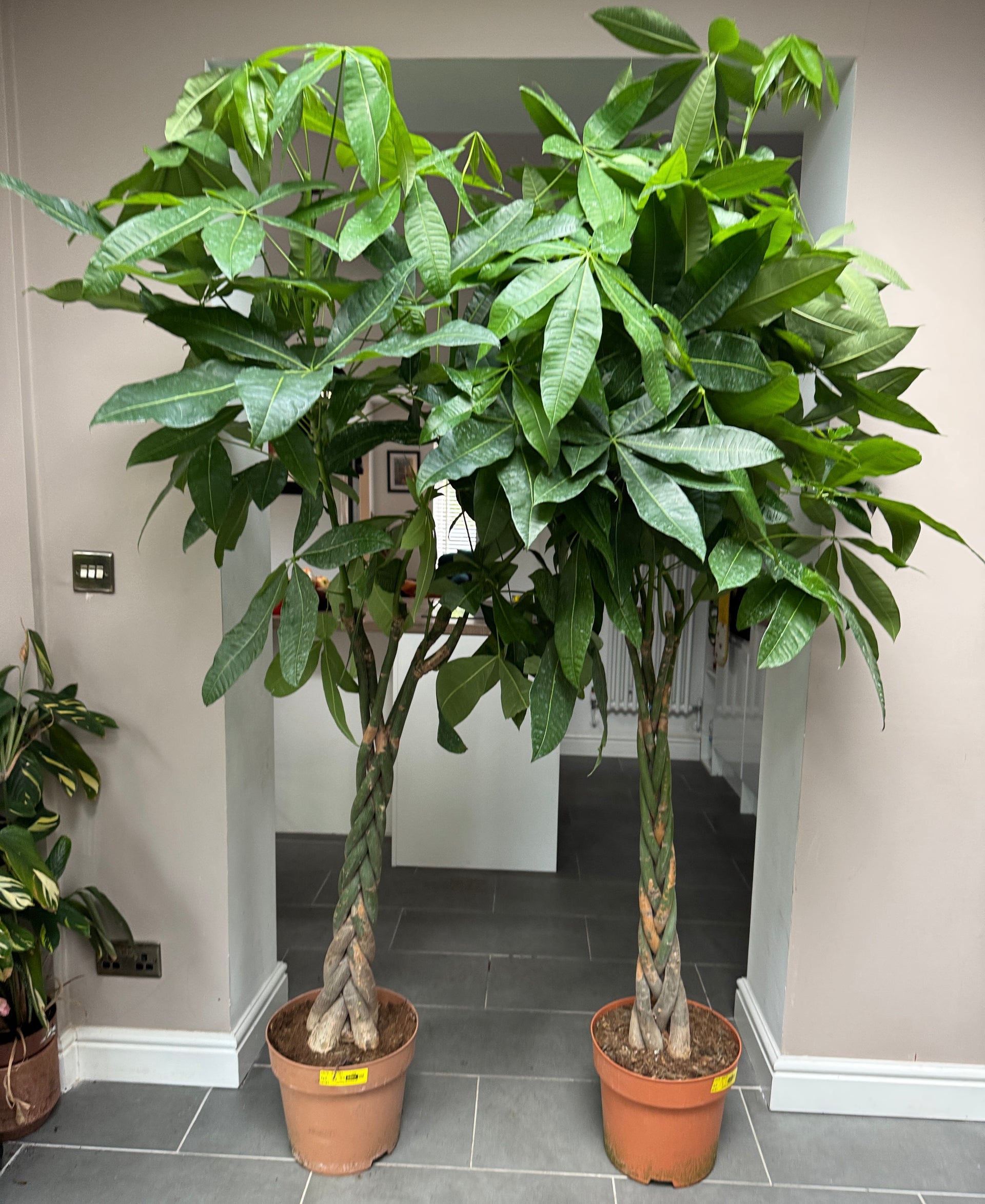 money tree uk 200cm Pachira Aquatica (Money Tree) – Bristol Plant Man