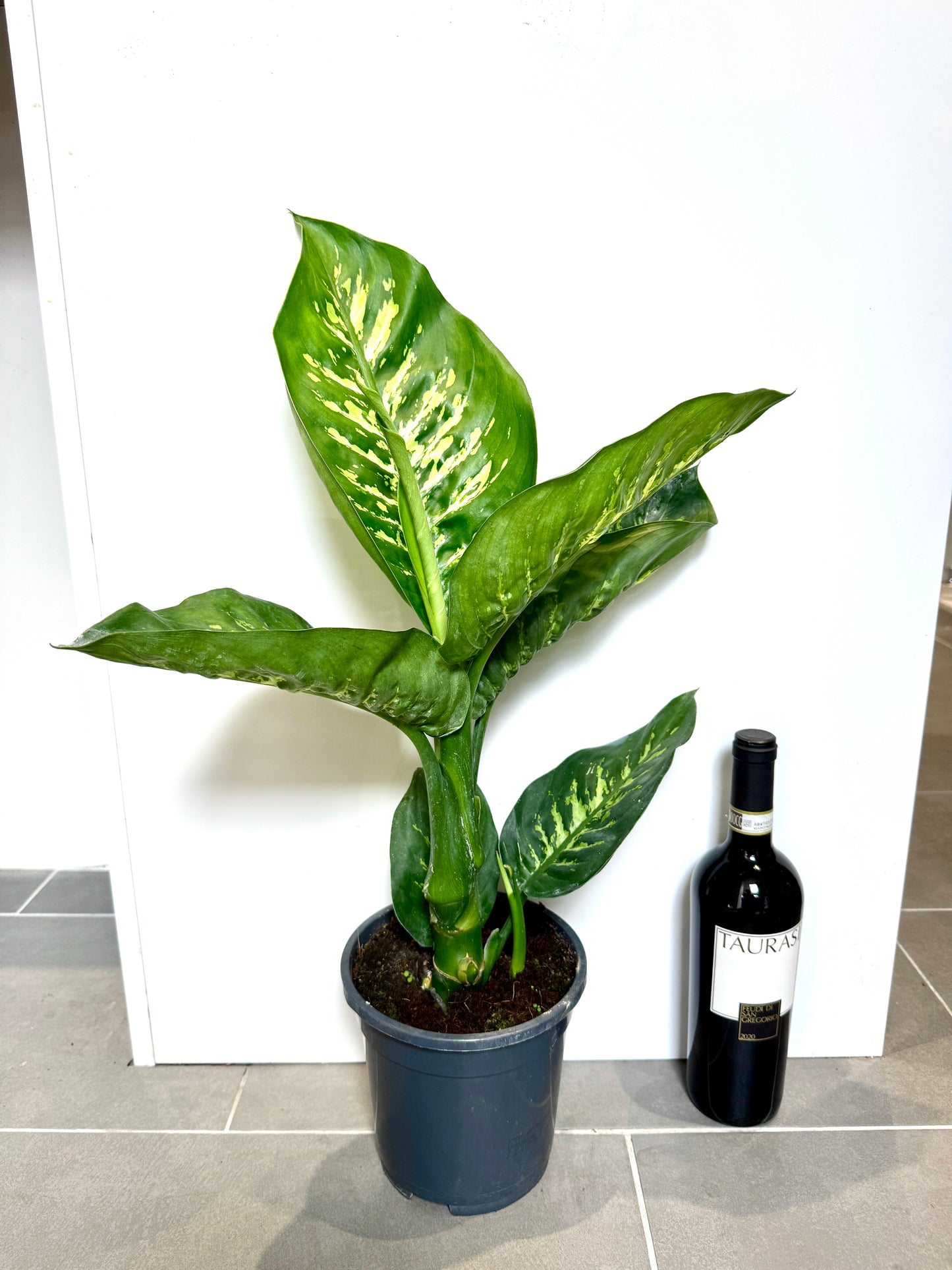 70cm Dieffenbachia Tropic Snow