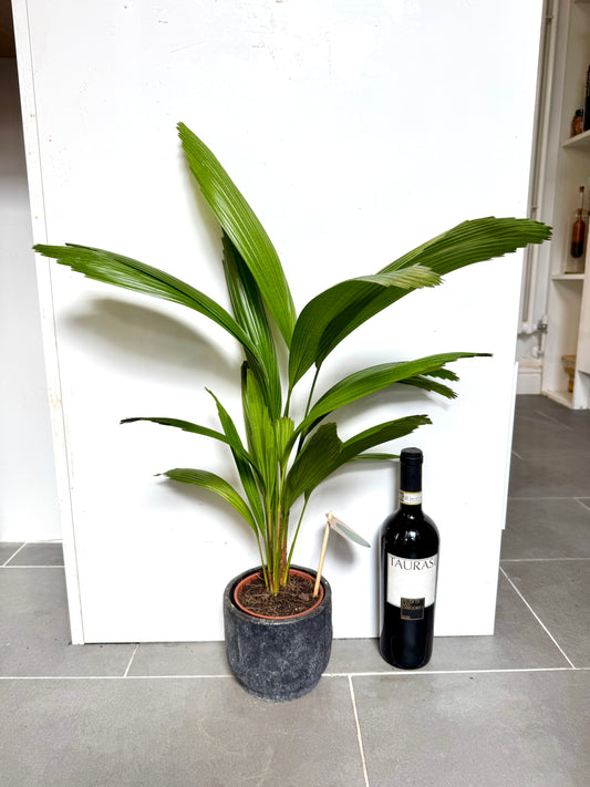 60cm Licuala (Ruffled Fan Pan) in Ceramic Pot