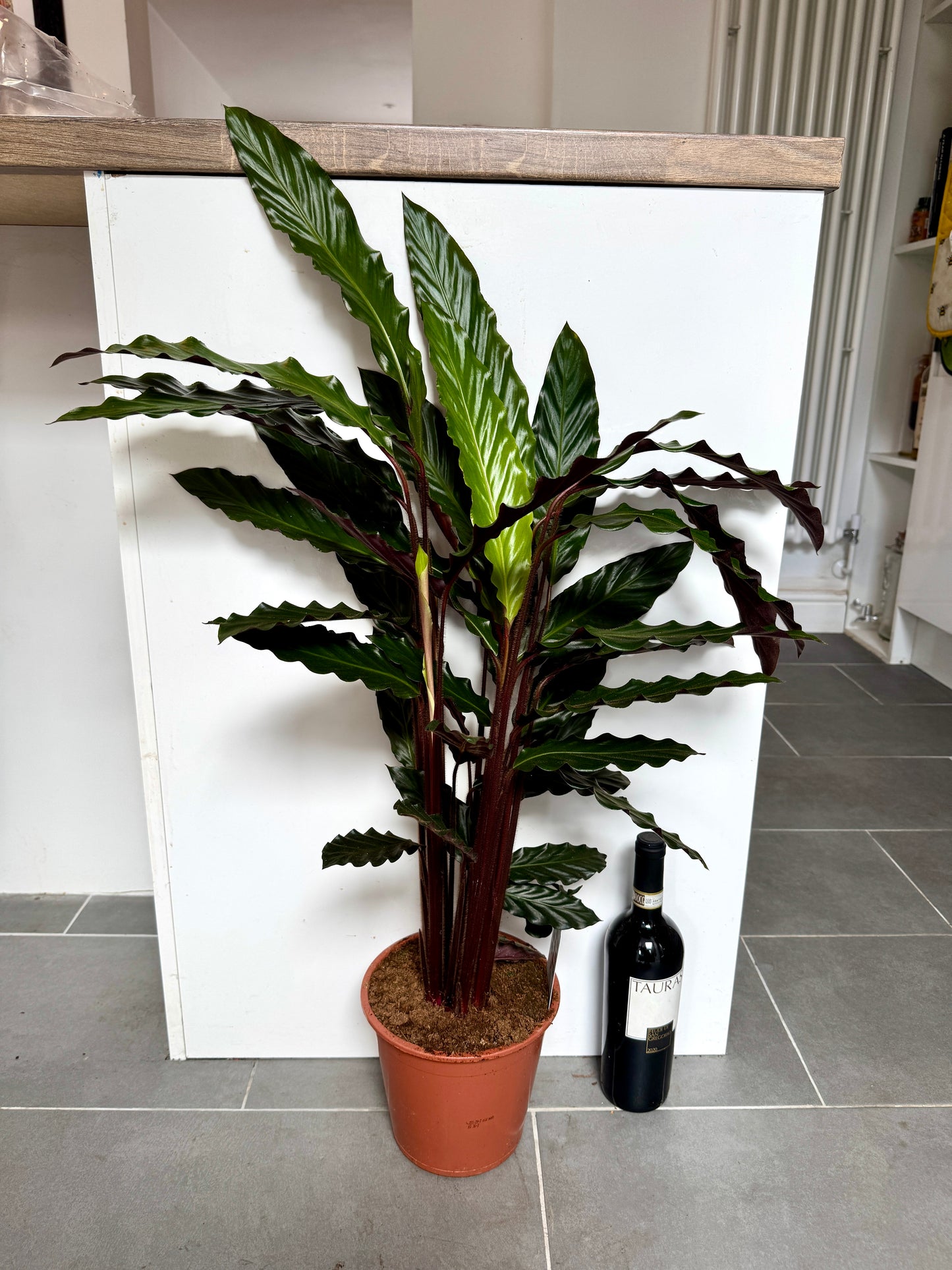95cm Calathea Rufibarba