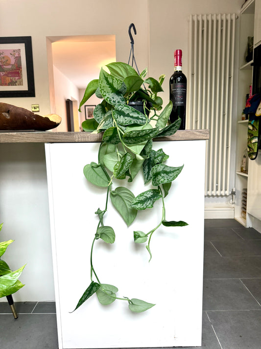 60cm Hanging Satin Pothos (Scindapsus pictus trebie)