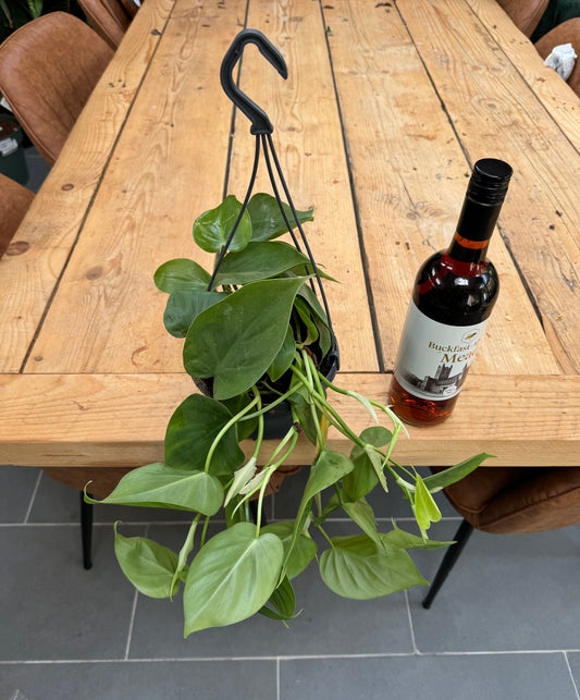 30cm Philodendron Scandens