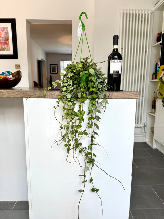 60cm Hoya Krohniana 'eskimo'