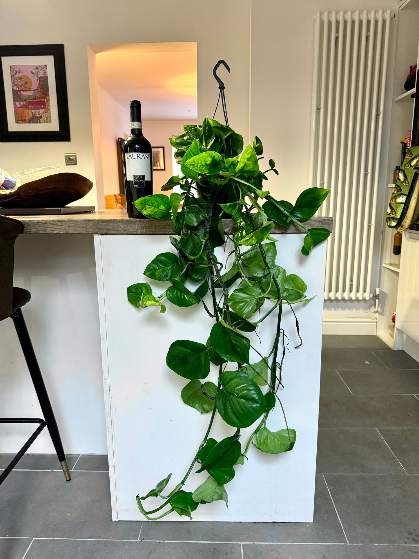 100cm Giant Global Green Devils Ivy