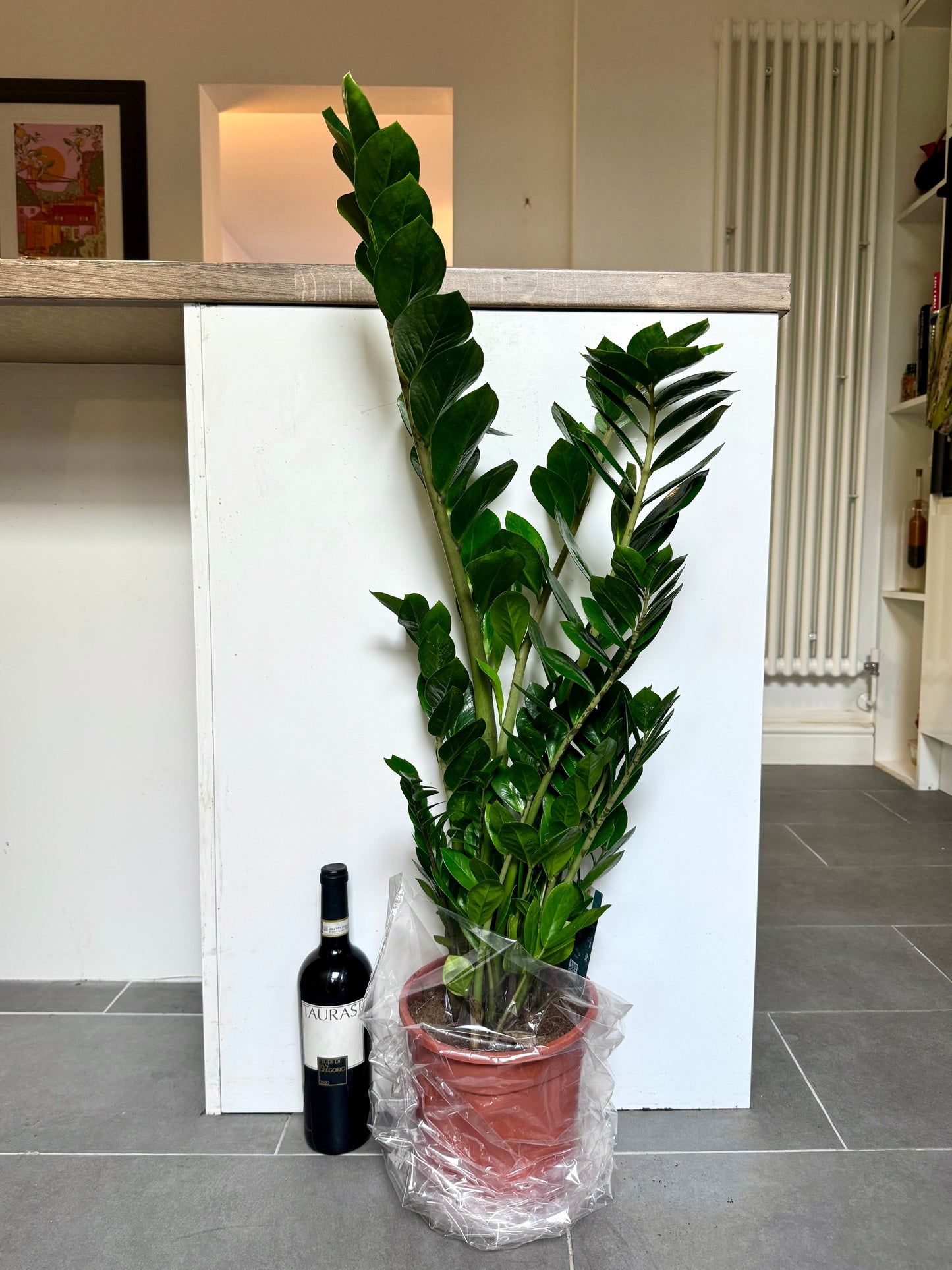 90cm ZZ Plant
