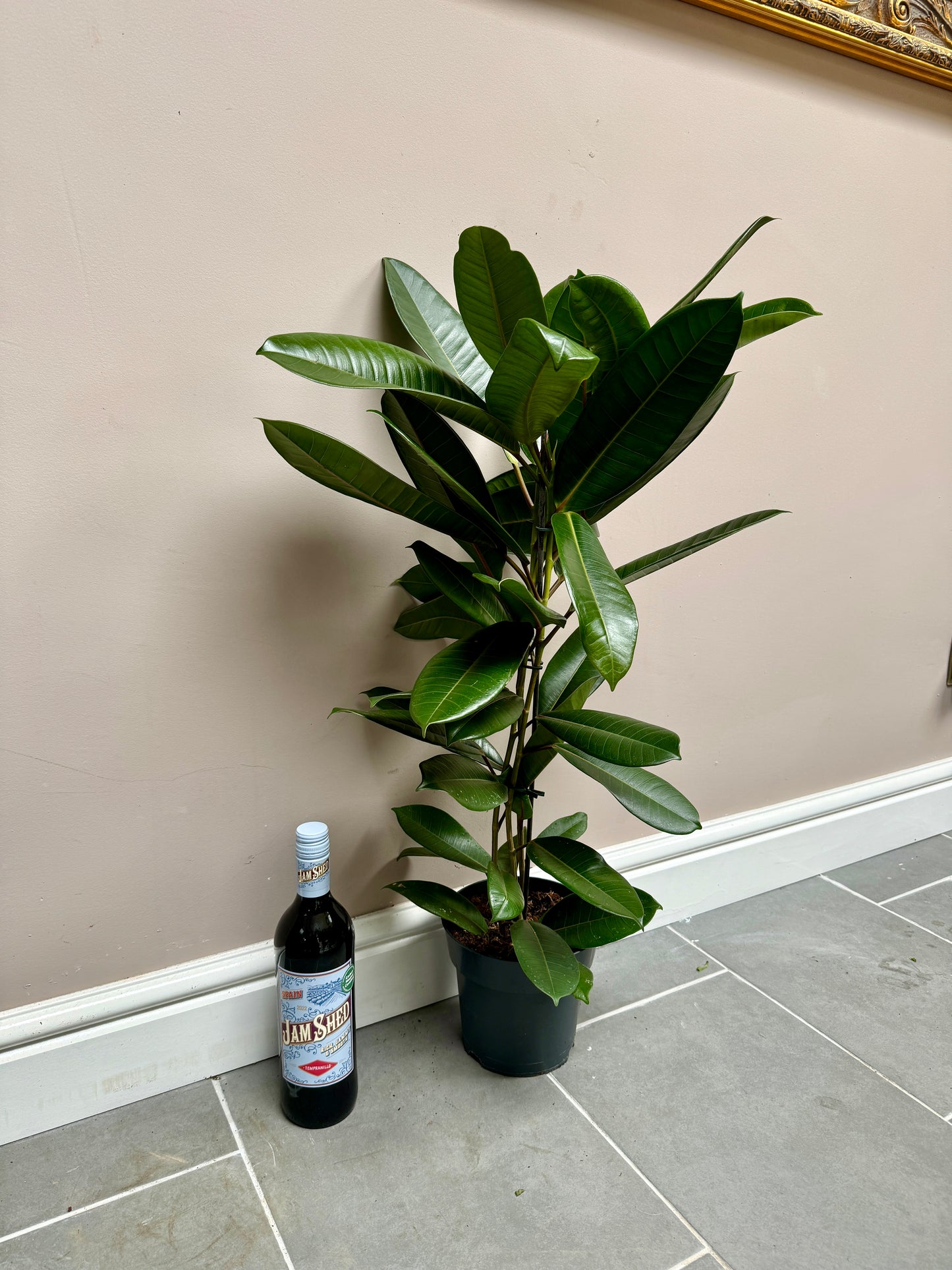 80cm Ficus American Guianensis