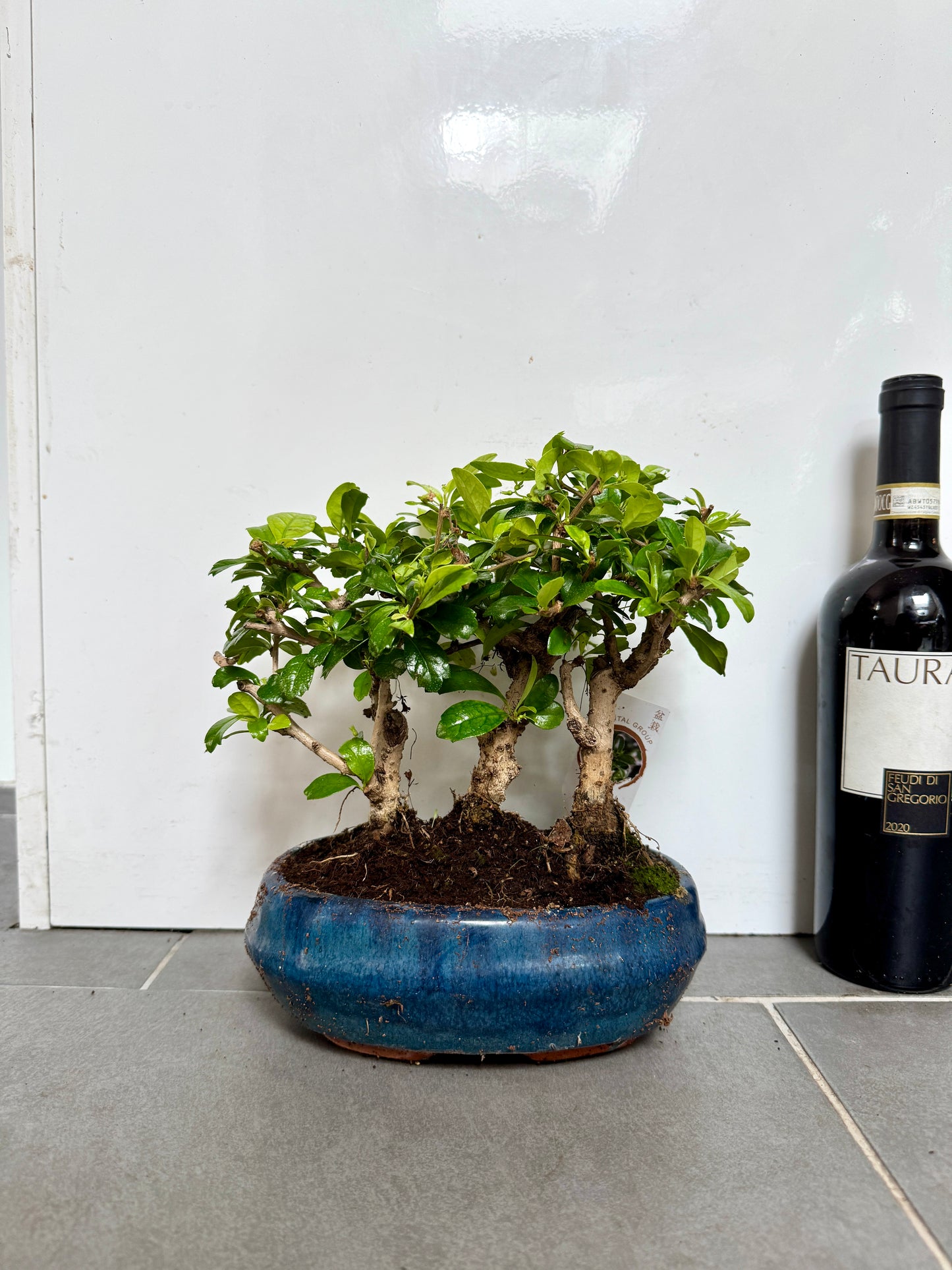 30cm Mixed Bonsai Forest in Ceramic Dish