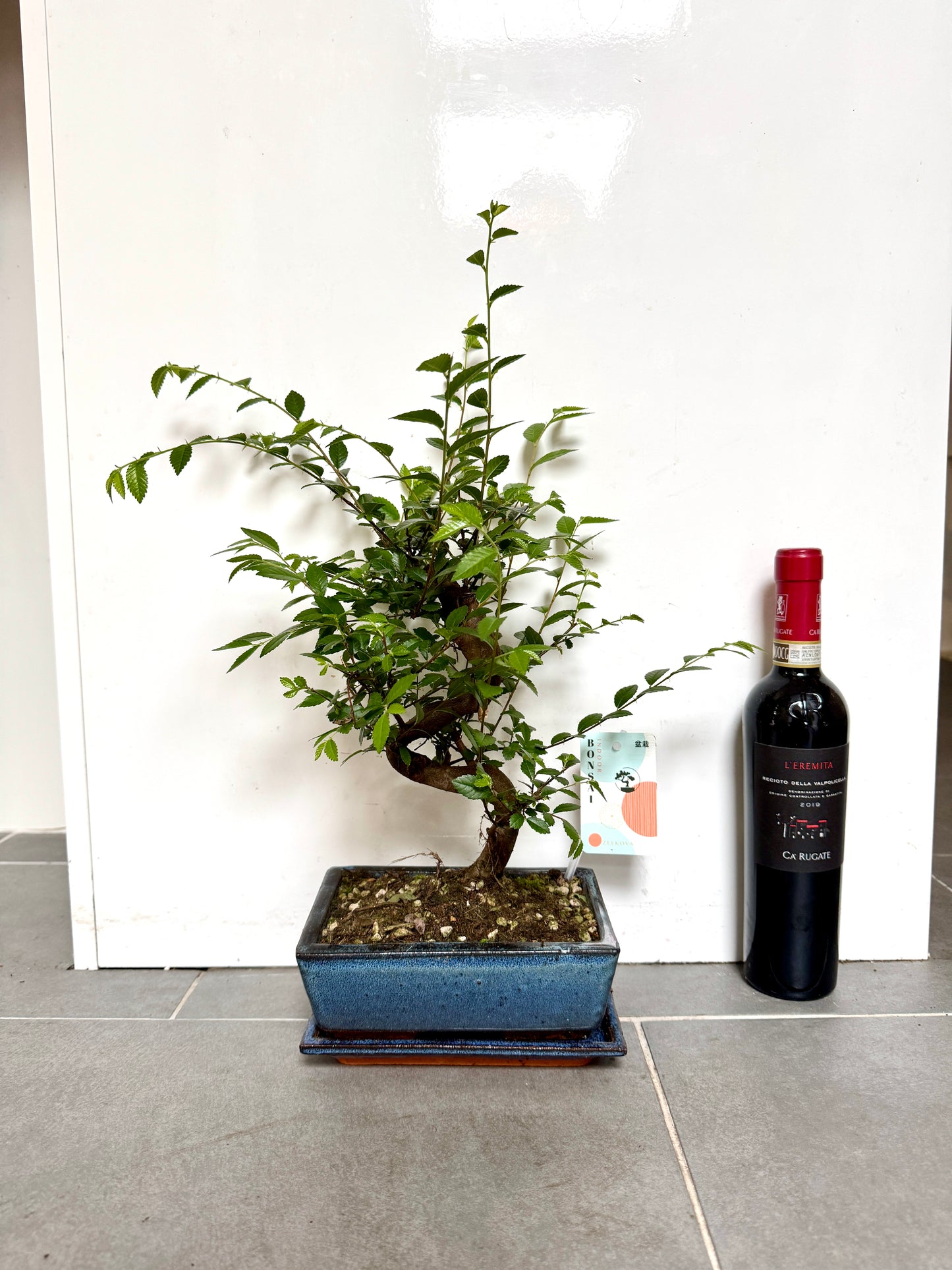 40cm Elm Bonsai Tree