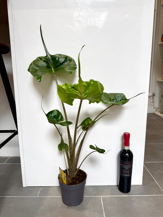 70cm Alocasia Stingray