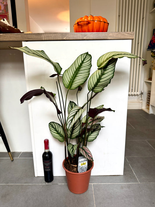 90cm Calathea White Star