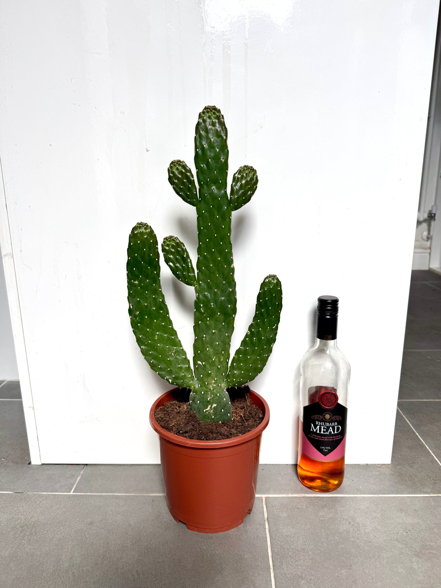 70cm Opuntia Cactus