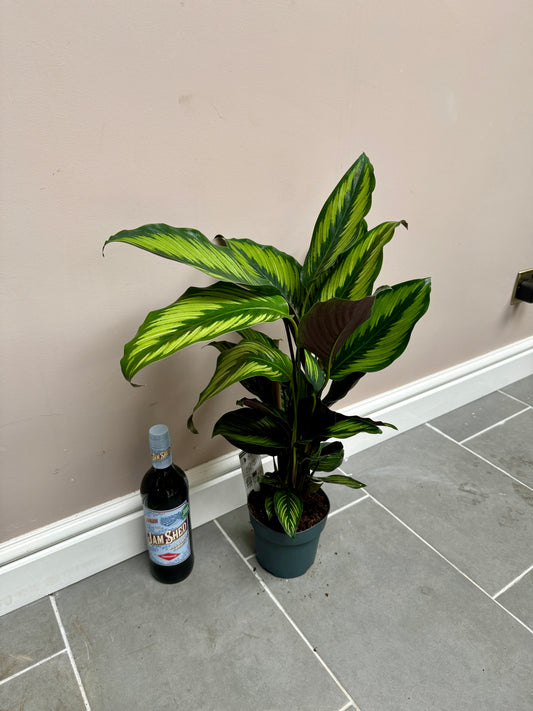 70cm Calathea Majestica