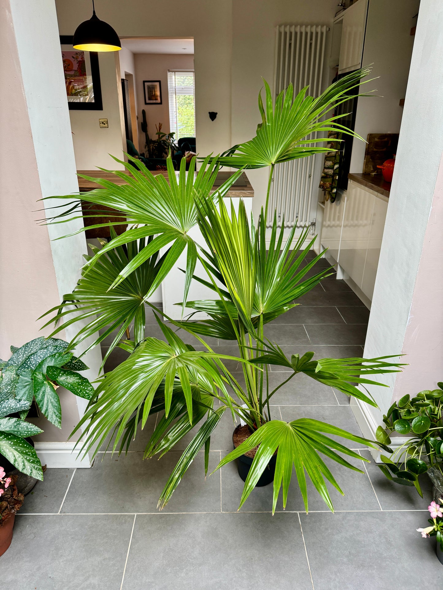 140cm Livistonia Rotundifolia (Footstool Palm Tree)
