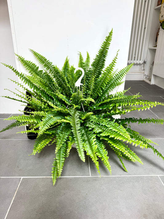 70cm Sword Fern (Nephrolepsis exaltata)