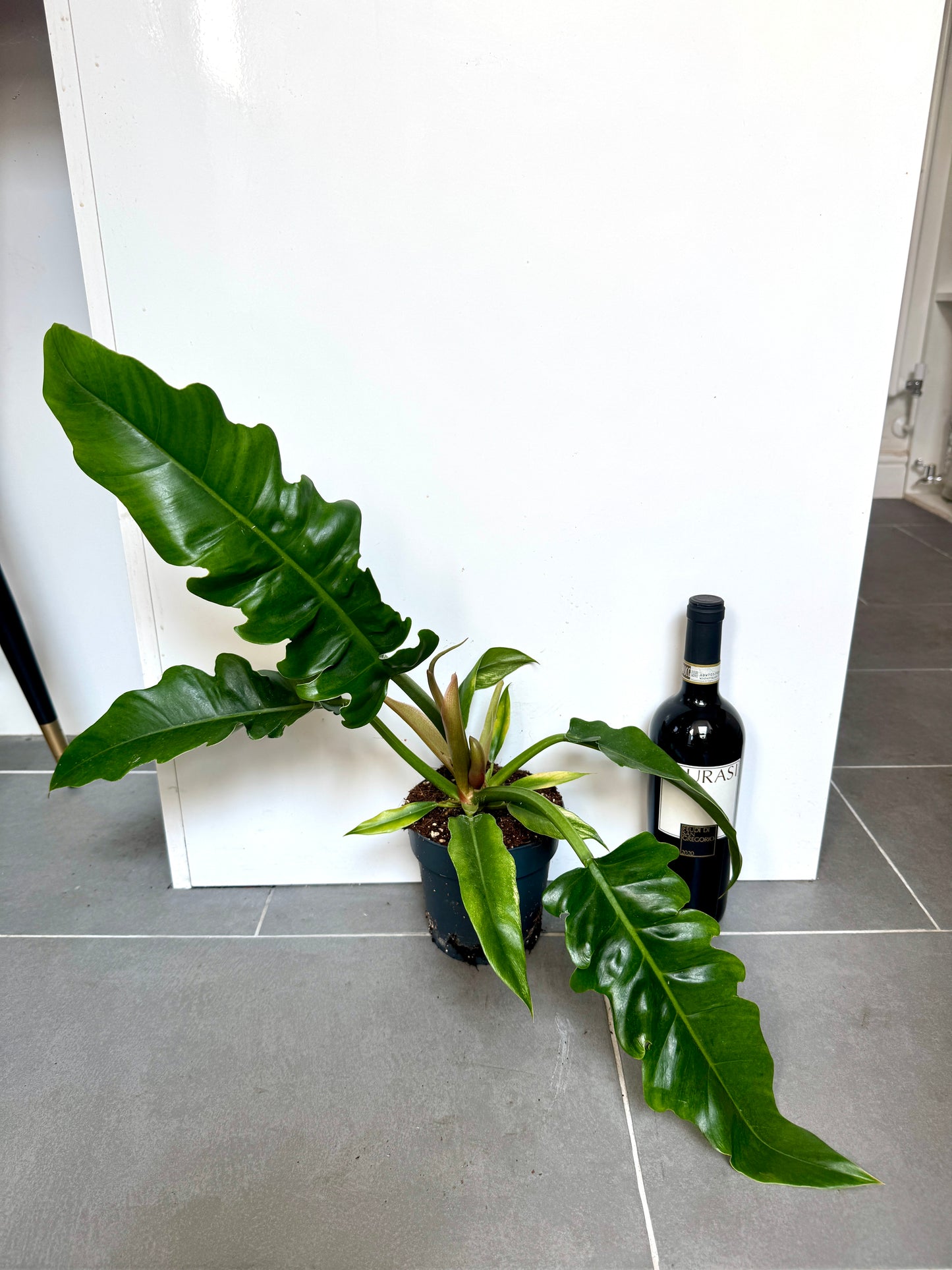 45cm Philodendron Narrow Escape