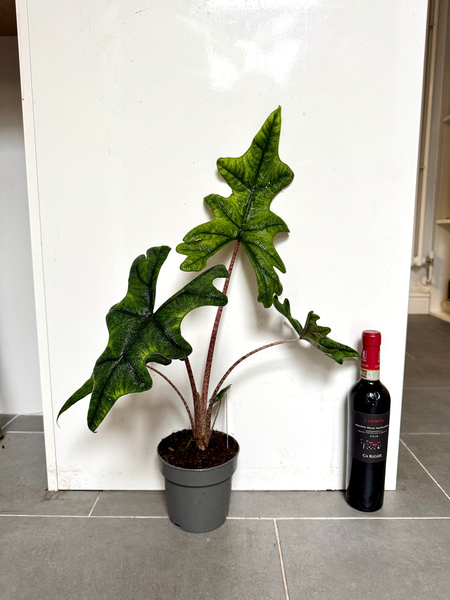60cm Alocasia Jacklyn