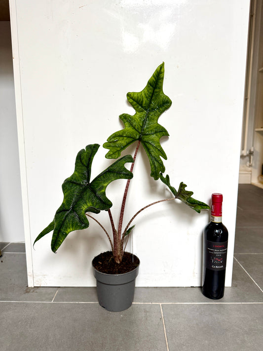 60cm Alocasia Jacklyn